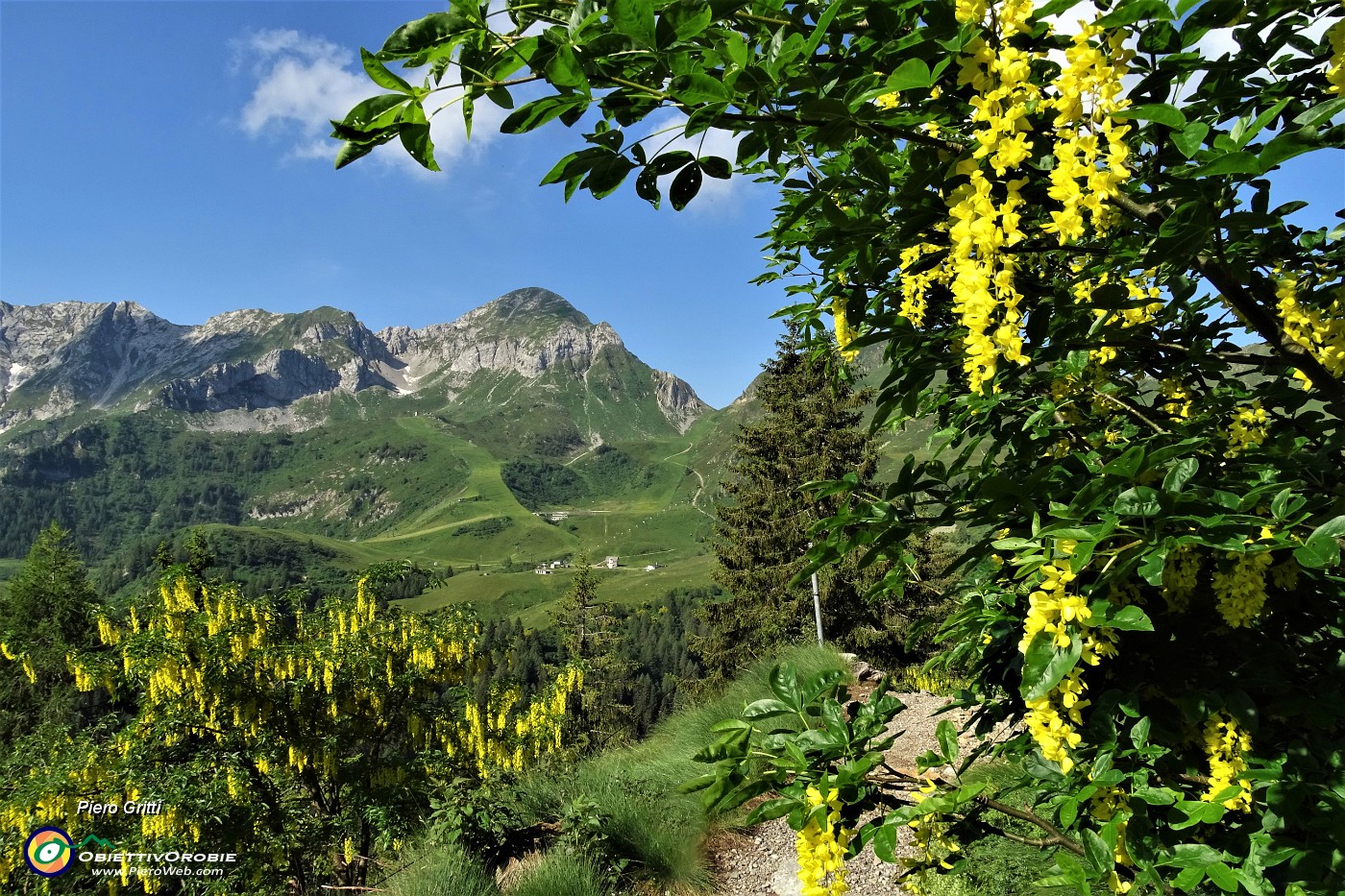 18 Maggiociondolo in fiore con vista in Cavallo.JPG -                                